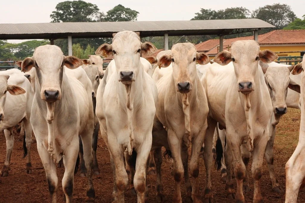 Ministério da Agricultura libera mais de 14 milhões de doses de vacinas contra clostridioses