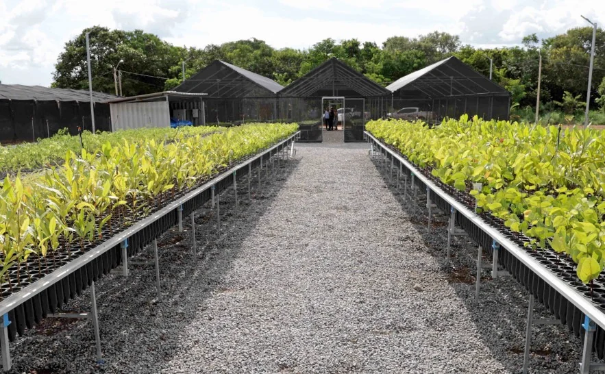 Distribuição de mudas do Cerrado impulsiona recuperação de bacias hidrográficas no Tocantins