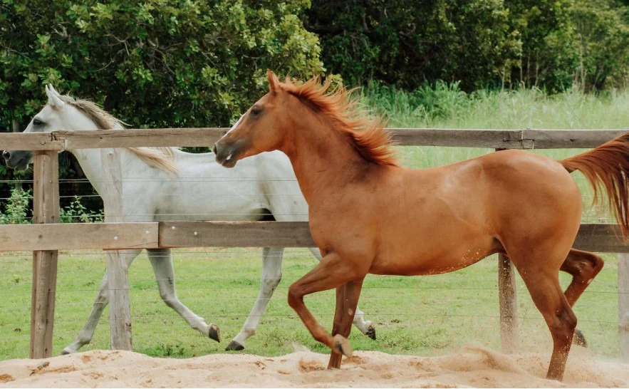 Participação de equídeos em eventos no Tocantins não exigirá, temporariamente, vacina contra influenza equina