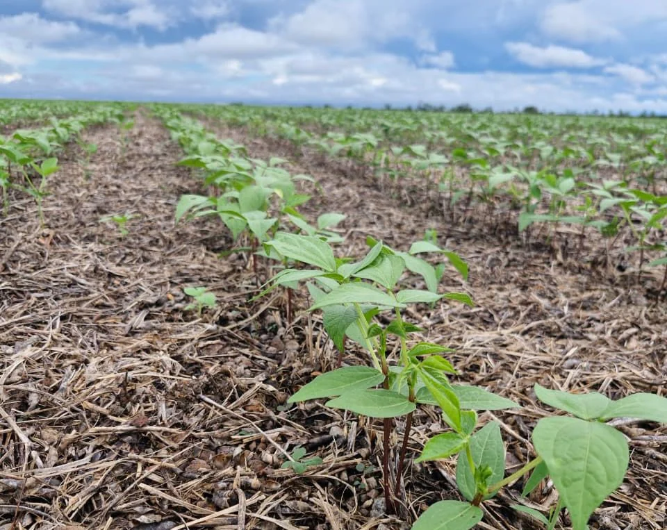 Frísia apresenta feijão-mungo como alternativa para a segunda safra no Tocantins