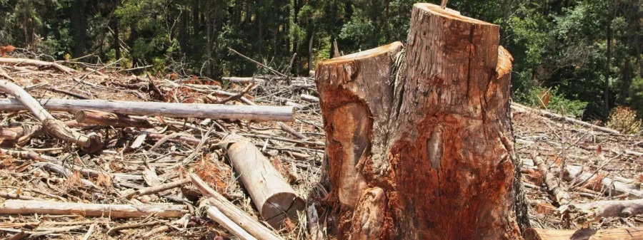 Acordo ambiental: produtor rural no Tocantins se compromete a restaurar área equivalente a 12 campos de futebol