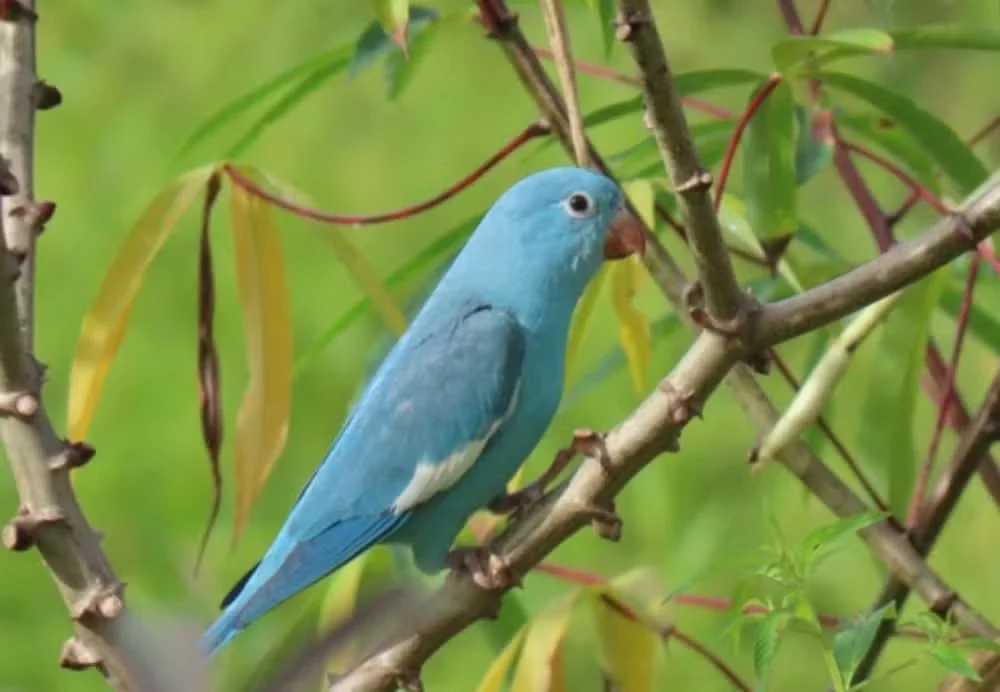 Periquito azul raro é registrado no Tocantins por servidora do Ibama; alteração genética chama atenção de especialistas