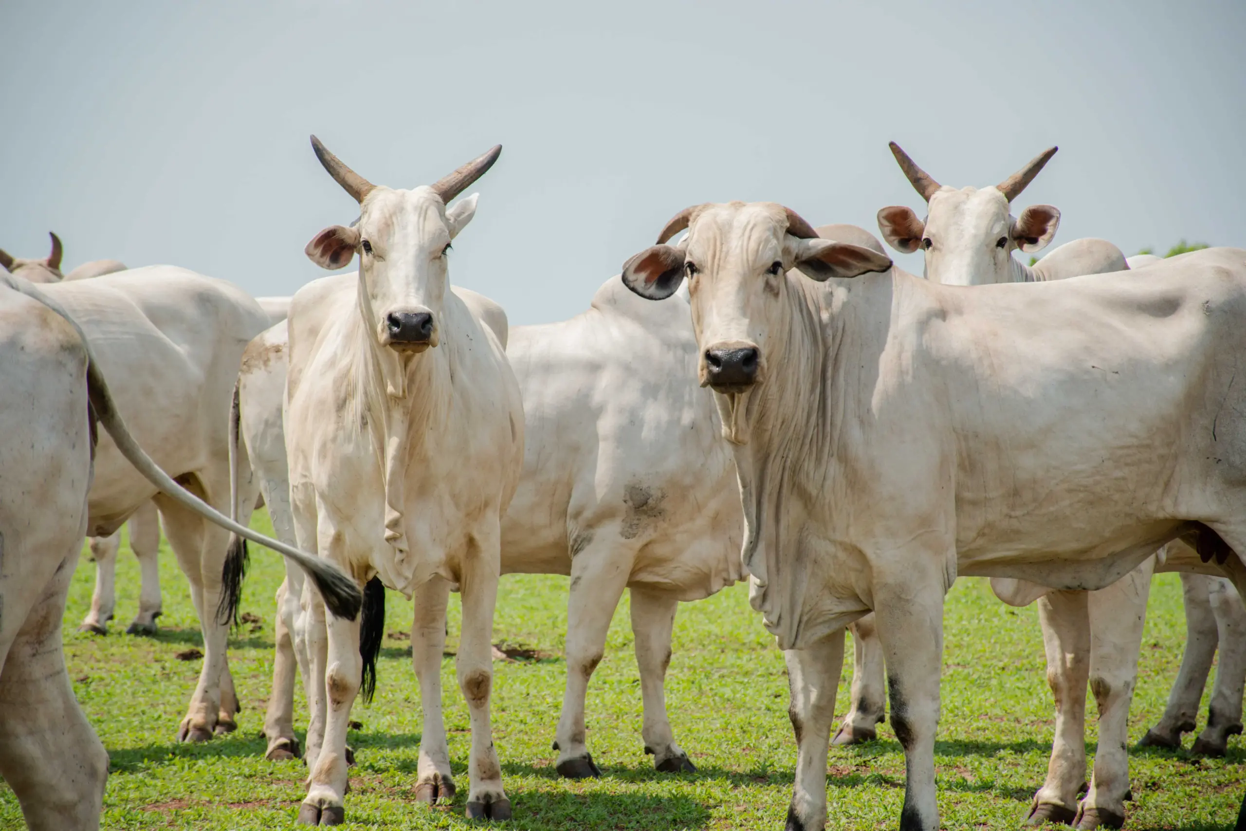 Expansão e inovação colocam Tocantins entre os líderes da pecuária brasileira