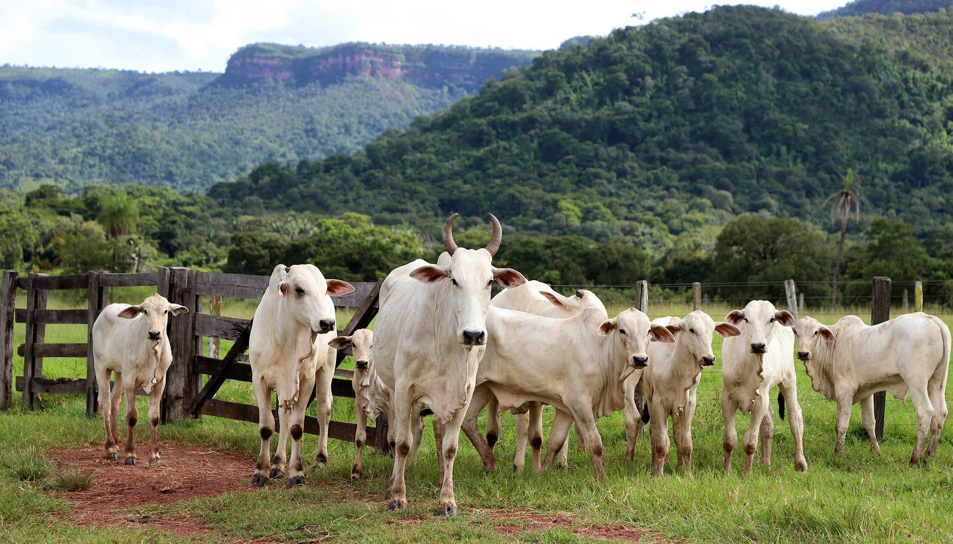 Tocantins começa etapa de campo da rastreabilidade bovina com visitas e identificação do rebanho