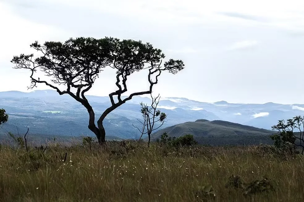 Acordo prevê recuperar 3,3 mil hectares no Cerrado em Lagoa da Confusão e Cristalândia