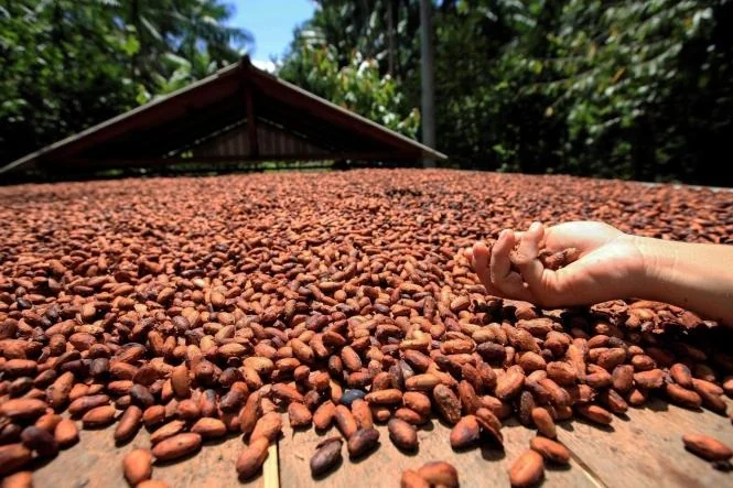 Cacau no Pará alia produção e clima e sequestra até 51 t de carbono por hectare