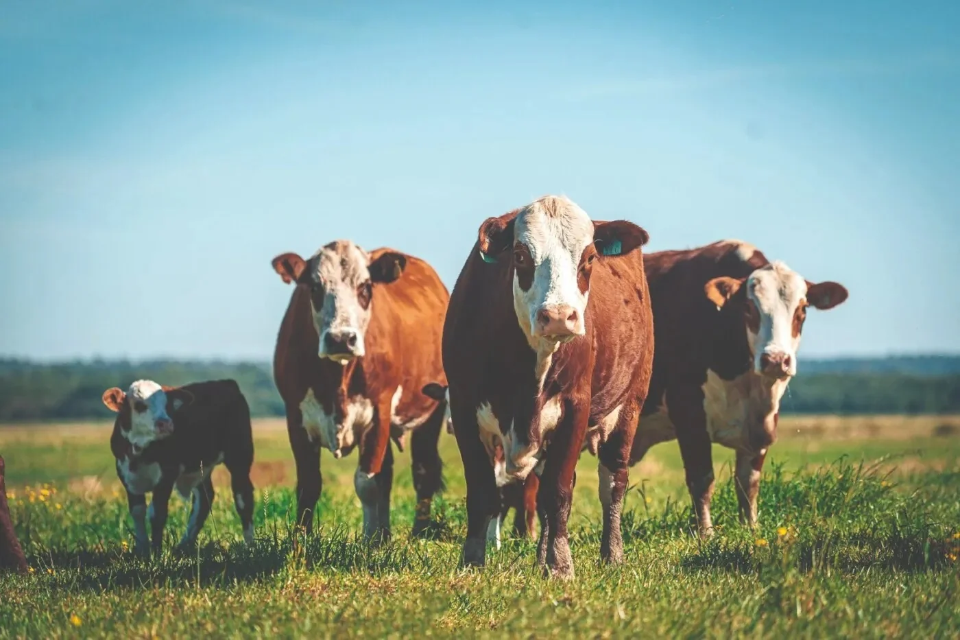 Braford ganha espaço no Tocantins e impulsiona produção de carne de qualidade