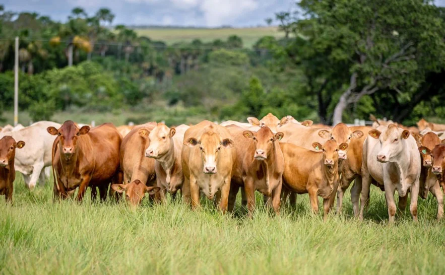 Caracu Mocha estreia na Agrotins e surge como nova aposta para a pecuária de corte
