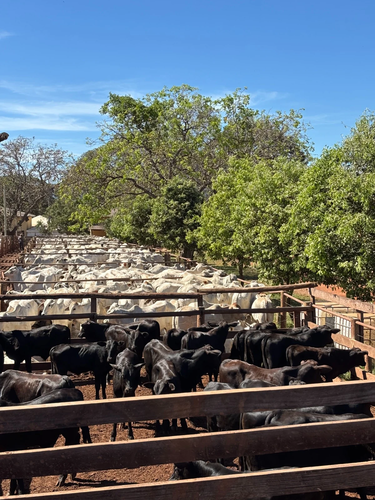 Entre avanços em genética e rastreabilidade, 14° Leilão Progênies de IATF e Monta Natural movimenta economia em Paraíso do Tocantins