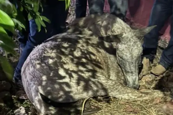 Morte de cavalo após cavalgada em Novo Acordo será apurada pela Adapec
