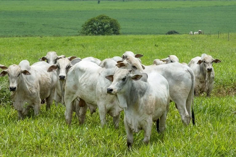 CNA mapeia custos da pecuária de corte no Tocantins e aponta desafios de rentabilidade na produção