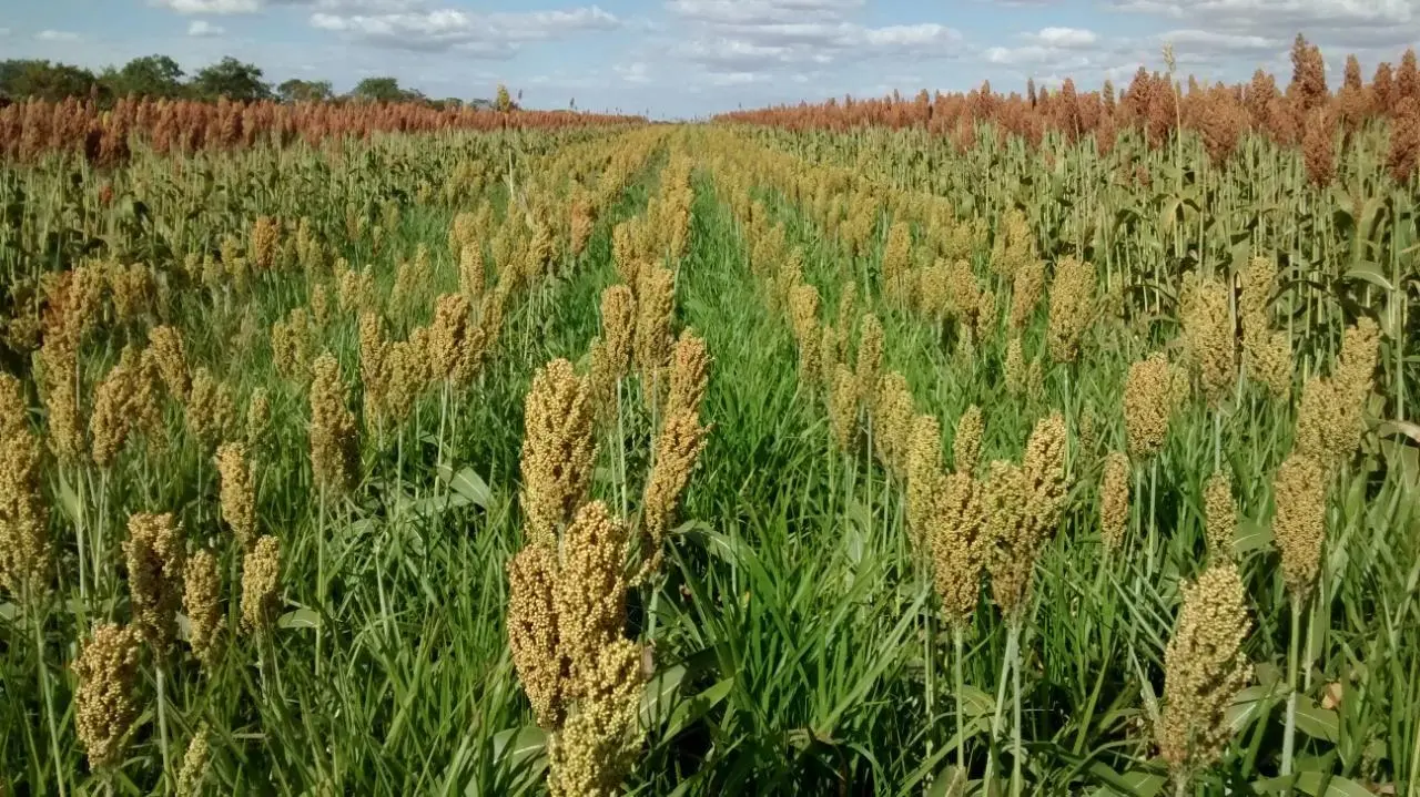 Clima seco reduz potencial produtivo do sorgo e força revisão da safra