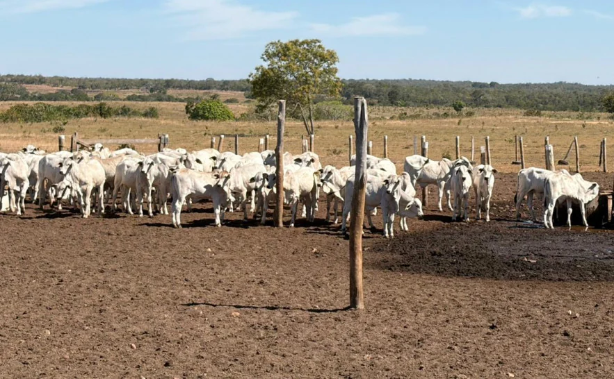 Pecuária de cria entra em foco em nova etapa da Rota da Pecuária no Tocantins