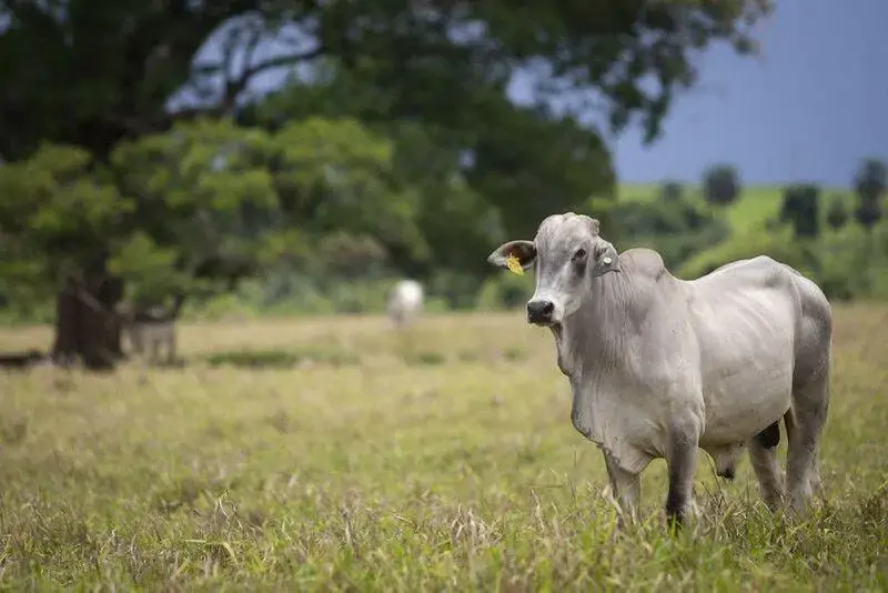 Arroba do boi gordo perde força, mas cenário aponta reação no último trimestre