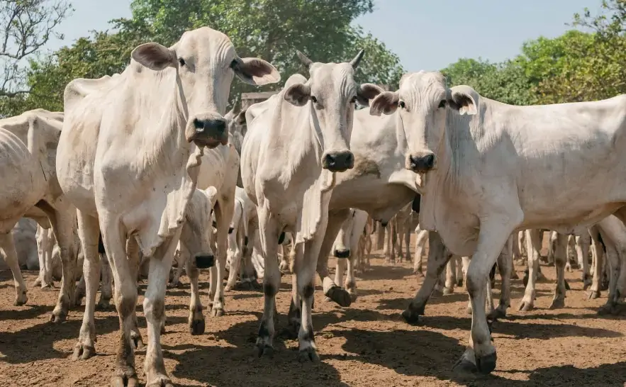 Brasil chega a 20 anos sem focos de febre aftosa após reconhecimento internacional