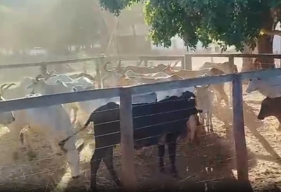 Gado furtado de chácara é encontrado pela polícia em propriedades rurais do Tocantins